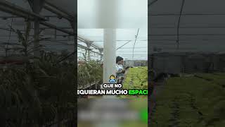 Huerto urbano Selecciona muy bien tus plantas [upl. by Solegnave]