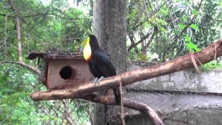 A bigger enclosure for Keelbilled Toucan II [upl. by Rodgiva]