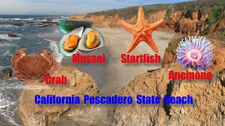 California Pescadero State Beach crab anemone starfish mussels enjoy blue sea and clean water [upl. by Surad375]