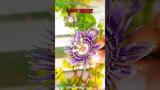 Story of Passion Flower Plant  Passion Flower [upl. by Ttnerb]