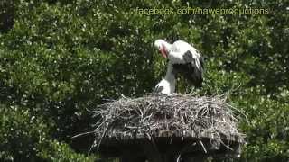 Der Weißstorch Ciconia ciconia auf den Wiesen der Vorderpfalz  Naturfilm [upl. by Asiat411]