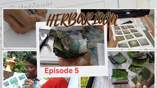 Herbarium l episode 5 lbamsstudentlife lbamscollegelife l 2nd prof BAMS [upl. by Trebliw491]