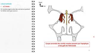 ANATOMIE FMPM LES FOSSES NASALES [upl. by Eelsel359]