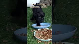 Presa Canario BLACK presacanario cachorros dog perros viralvideo ChamorroBrother [upl. by Onitnatsnoc]