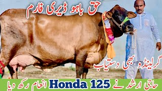 Haq Bahoo Dairy Farm  Girlando cow  Australian Cows  Jani Best  7 September 2024 [upl. by Sebastiano]