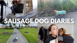 VLOG finding the viral dog jacket walking mabel making lunch [upl. by Blinny]