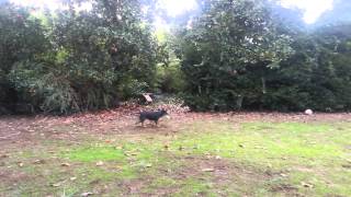 Blue queensland heeler jumping for frisbee [upl. by Enamrahc]