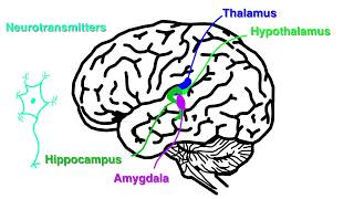 Brain Based Learning [upl. by Fabrianna]