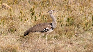 Kori Bustard in Hells Gate [upl. by Elleiad]