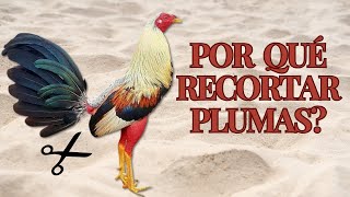 Técnicas y Beneficios de Recortar las Plumas en Gallos Finos [upl. by Grady603]