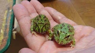 上陸直後のクラウンウェルツノガエルとベルツノガエル Baby Pacmanfrogs [upl. by Willms]