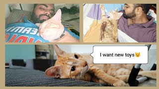 Vlog52  Cat toys unboxing  Indian cat vlogger  Cat Vlogger in India [upl. by Ronnie]