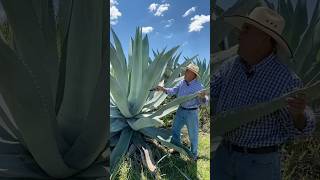 Amazing Uses of the Agave Plant：Beyond Tequila funfacts [upl. by Marja]