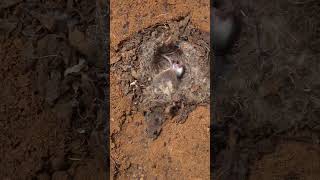 Nursing Rodents Found Under a Wooden Board [upl. by Riada]