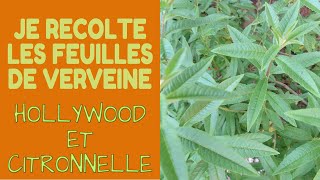 🌿 Je récolte de la Verveine Citronnelle et Holywood [upl. by Hsu533]