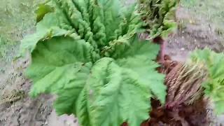 86 GUNNERA MANICATA PARZEPLIN BRAZYLIJSKI przygotowanie podłoża sadzenie uprawa [upl. by Carly]