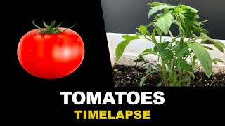 Growing Tomatoes From Seeds Time Lapse 45 days [upl. by Gabriell]