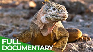 Wild Galapagos  Part 2  Trapped in Paradies  Free Documentary Nature [upl. by Queridas267]