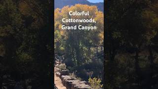 Colorful Cottonwoods Grand Canyon [upl. by Akerdal]