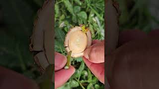 How to Feeding seedlings  Easy Grafting part 901 [upl. by Ferren]