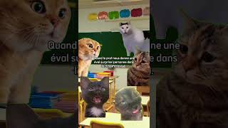 Inspiré de fait réel humour chat ecole college devoir devoirs memesclasseedit reel triste [upl. by Carolee]