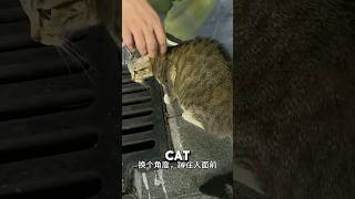 Stray Cat Kept Looking At Sewer So Couple Did THIS ❤️animalrescue animalshorts catshorts [upl. by Tamaru]