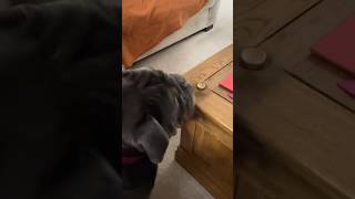 Dog obsessed with spinner dog funny cute comedyvideos pets [upl. by Neelrad776]