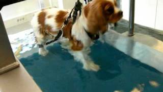 DOG PATELLA LUXATION AND PHYSIOTHERAPY  YES [upl. by Hiamerej]