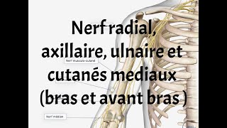 NERFS RADIAL  ULNAIRE  AXILLAIRE ET CUTANES MEDIAUX [upl. by Pejsach]