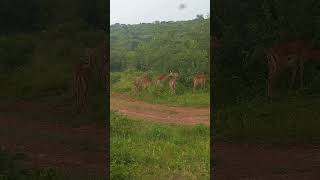 nature Antelopes Africa savanna parks viral relaxation music [upl. by Ruben]