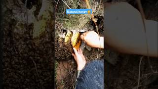 Extreme Honeycomb harvesting 🍯Harvesting honey from beehive 🐝 EP125 trending shorts honey [upl. by Ahtanamas562]