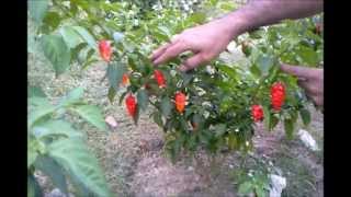 BHUT JOLOKIA COLHEITA FABIO TUMA WWWVICIADOEMPIMENTASCOMBR [upl. by Wolfe847]