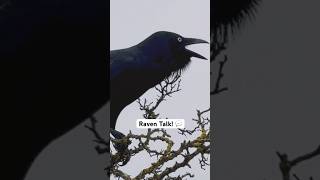 Amazing Raven Talking and Singing Sounds [upl. by Esimehc622]