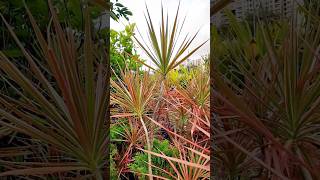 Dracaena marginata shorts plants dracaena [upl. by Drice]