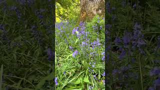 Bluebell Woods Westonbirt Arboretum England [upl. by Marlin]