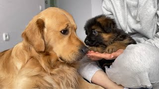 How My Golden Retriever and German Shepherd Became Best Friends From Day One [upl. by Stauder]