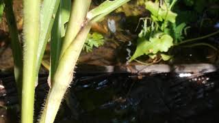 Wild White spot Panchax and guppy habitat Singapore [upl. by Euqinitram]