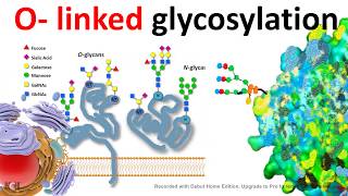 O Linked glycosylation [upl. by Ahsikal]