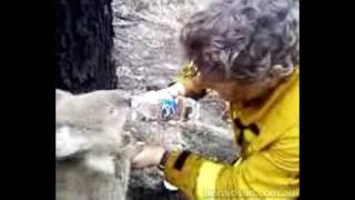 Thirsty Koala  A Firefighter Gives Koala A Drink 2009 Australian Bushfires [upl. by Llerihs]