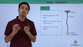 Class 11th – Flower – Gynoecium  Morphology of Flowering Plants  Tutorials Point [upl. by Anilecram412]