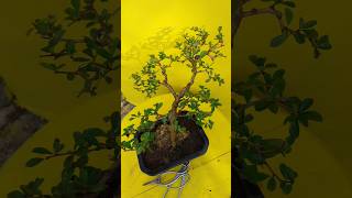 Carmona Bonsai viralvideo bonsaiideas plant viralshorts shortvideo bonsai [upl. by Scot580]