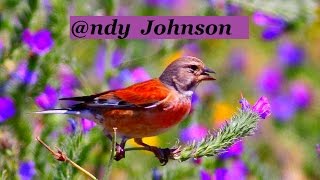 Common Linnet © [upl. by Rubinstein]