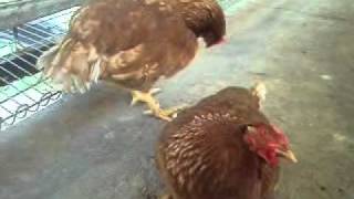 POULTRY DISEASE newcastle disease in laying hens chicken clinical sign symptom [upl. by Ina25]