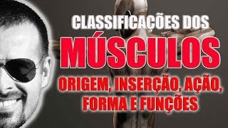 Classificação dos músculos quanto à origem inserção ação forma e função  VideoAula 022 [upl. by Eniamrehc93]