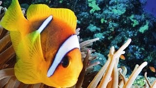 Warum Nemo sein Konto bei der Deutschen Bank kündigt [upl. by Margy]