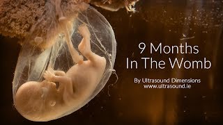 40 Weeks In The Womb by Ultrasound Dimensions [upl. by Drahnreb345]