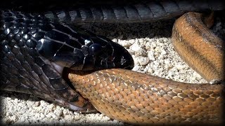 Indigo Snake Vs Rattlesnake Epic Snake Fight Caught On Camera [upl. by Lluj]