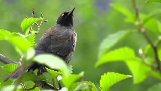 Rusty Blackbird [upl. by Plante]