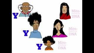 Genetics 101 Part 3 of 5 Where do your genes come from [upl. by Procora1]