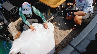 HUGE 200lb Roughtail Stingray  Catch N Cook [upl. by Oiuqise883]